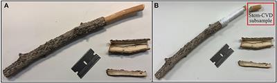 Isotopic Heterogeneity of Stem Water in Conifers Is Correlated to Xylem Hydraulic Traits and Supports Multiple Residence Times